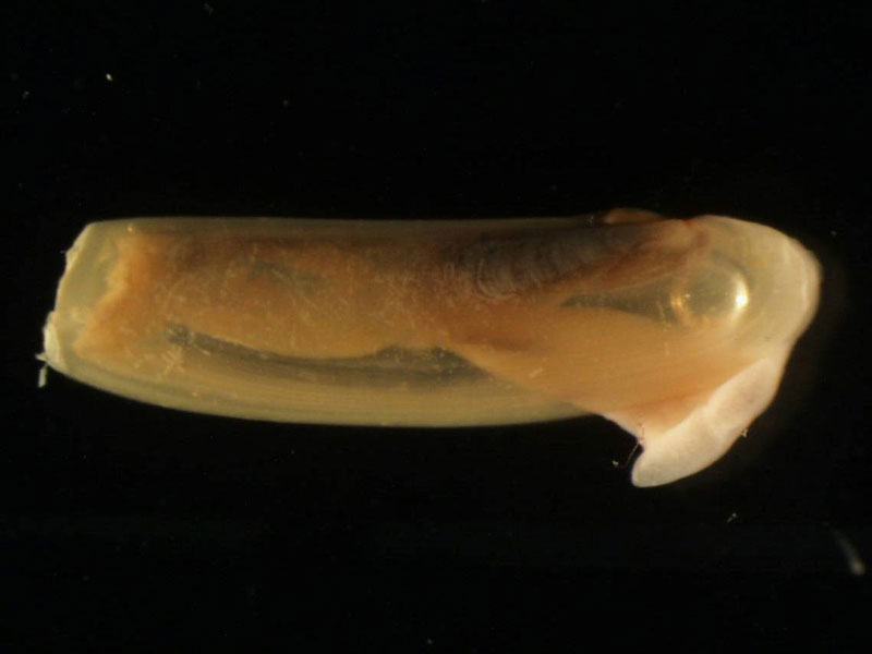 Phaxas pellucidus on a black background.