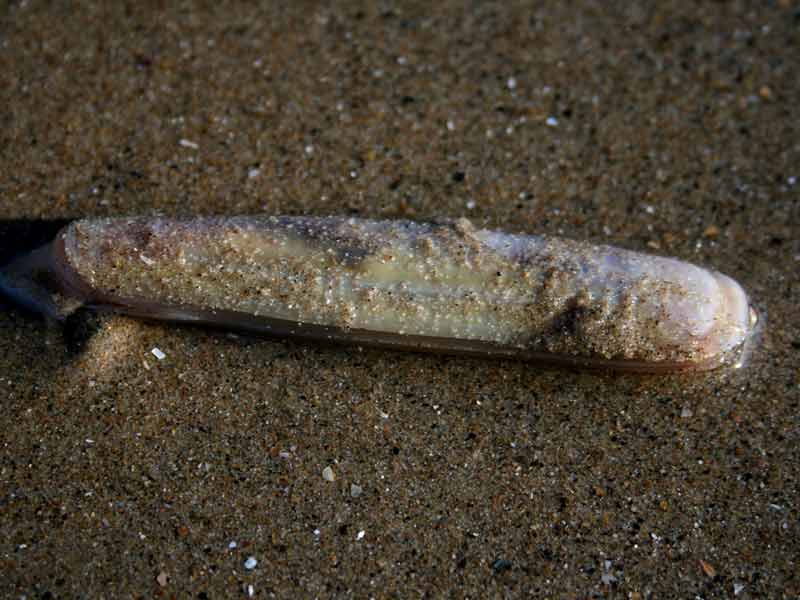 Phaxas pellucidus lying on top of a sandy shore.