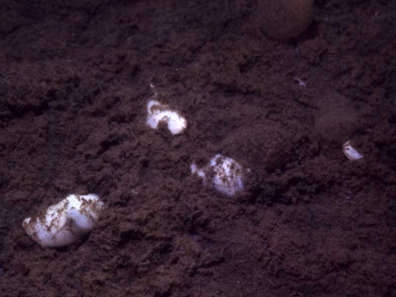 Image: Group of Philine aperta on the sediment surface.