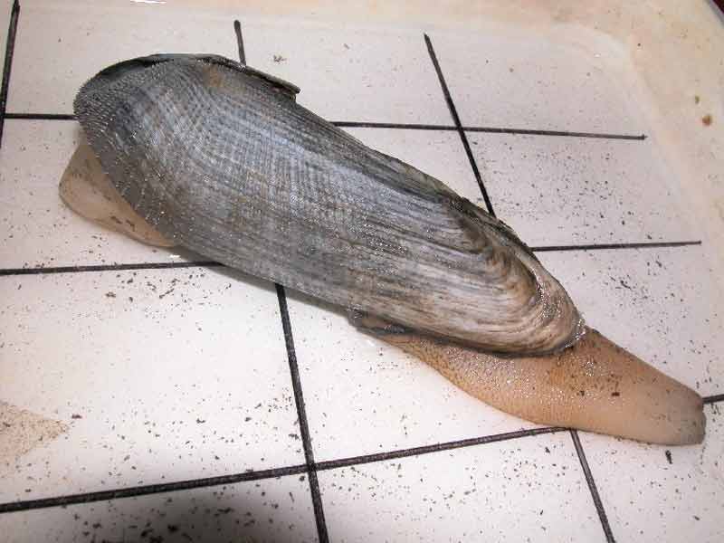 Image: Large specimen of Pholas dactylus from off Mumbles Head.