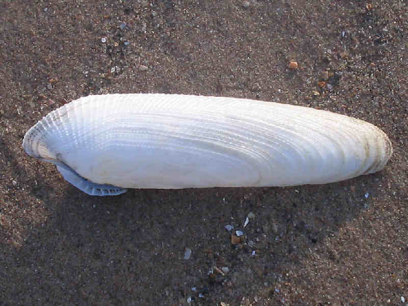 The common piddock Pholas dactylus, South Wales.