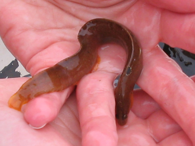 Pholis gunnellus in someone's hands.