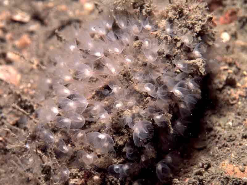 Horseshoe worm, Phoronis hippocrepia in limestone.