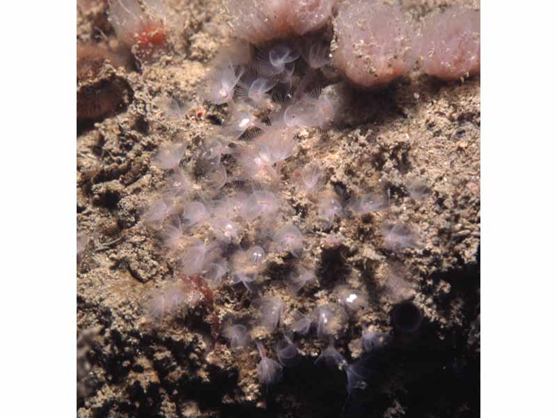 The horse shoe worm living in limestone bedrock.