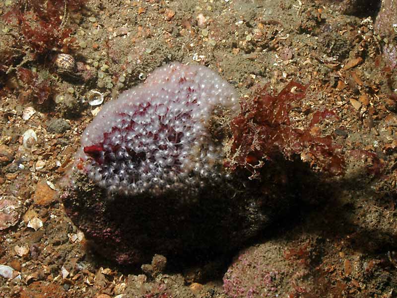 Phoronis hippocrepia at Firestone Bay, Plymouth sound.