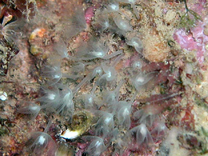 Close up of Phoronis hippocrepia in limestone rock at Babbacombe Bay, Torquay.