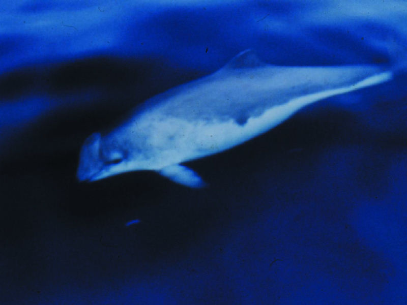 Image: Phocoena phocoena, the harbour porpoise.