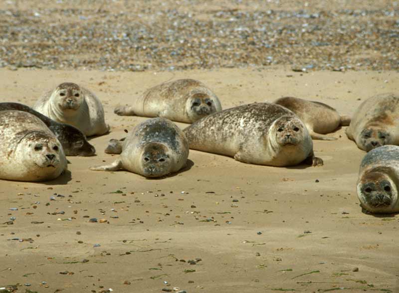 Harbour seals on a sand bank.