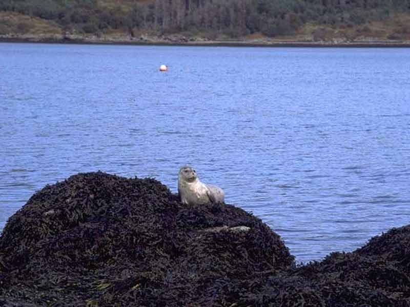 Common seal on rock.