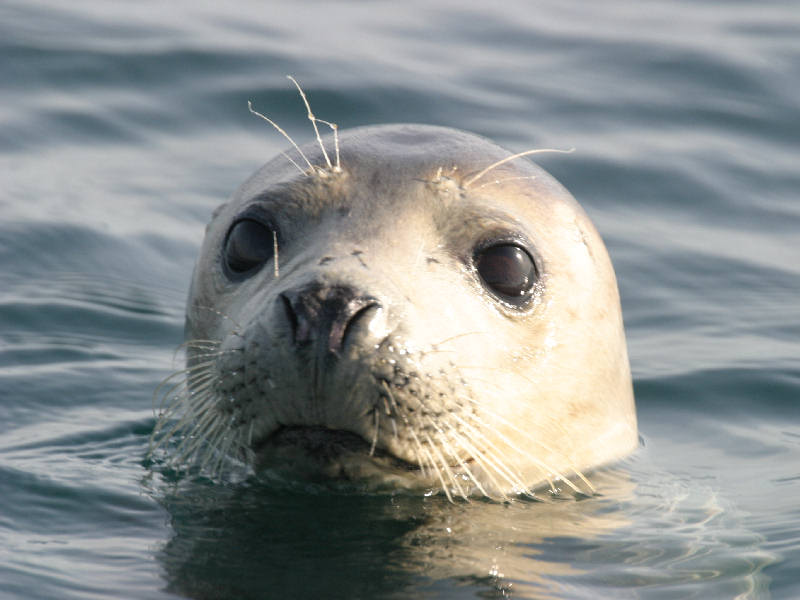 Close up of Phoca vitulina highlighting characteristic facial features.