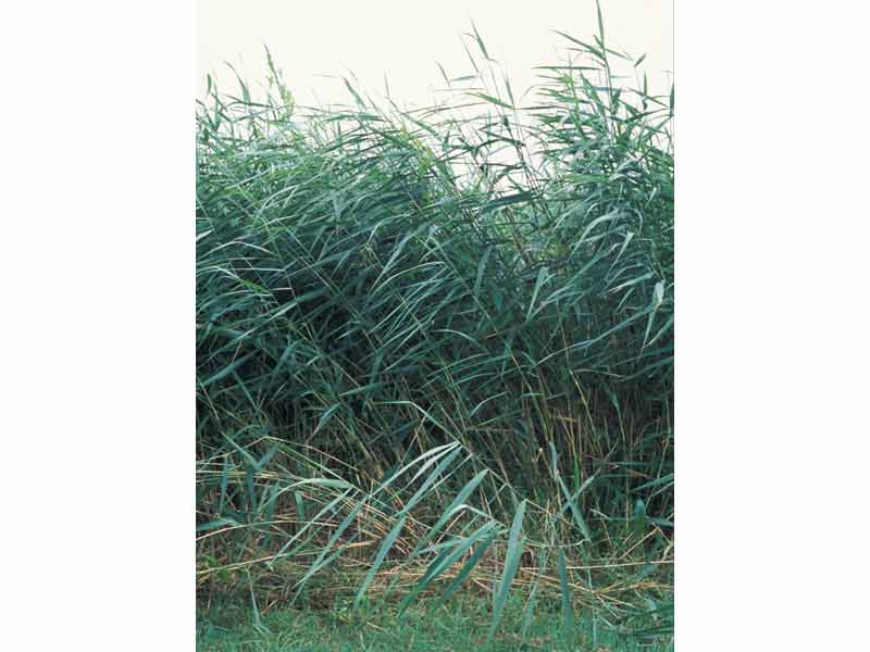 A stand of Phragmites australis.