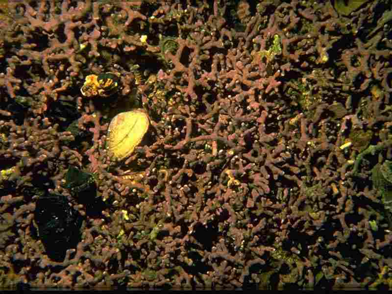 Phymatolithon calcareum maerl bed from Loch Carron, Highland.