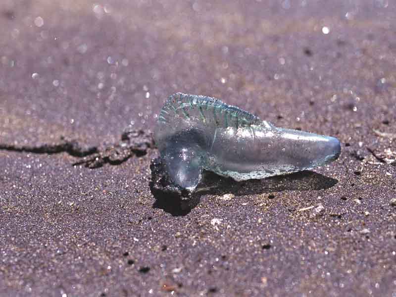 Dead remains of Physalia physalis washed up on a beach.