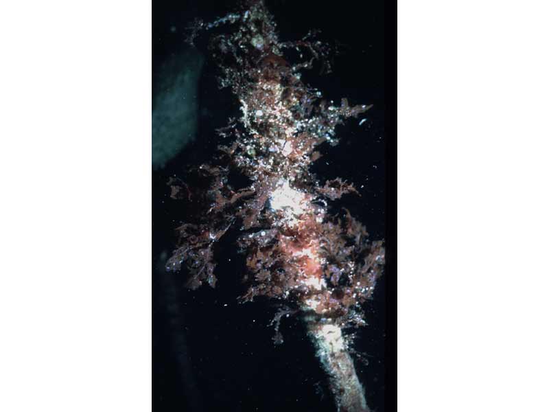 Phycodrys rubens on a kelp stipe at 10 m depth.