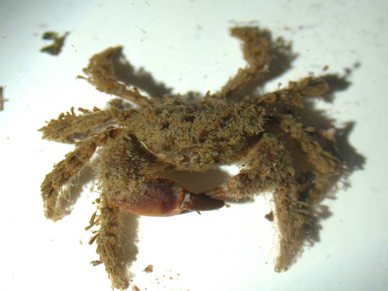 The bristly crab Pilumnus hirtellus.