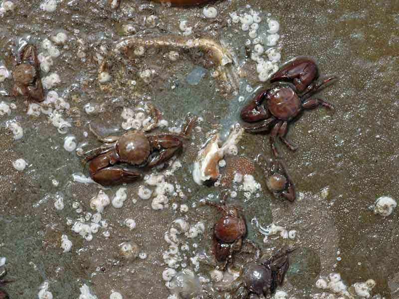 Six Pisidia longicornis individuals.