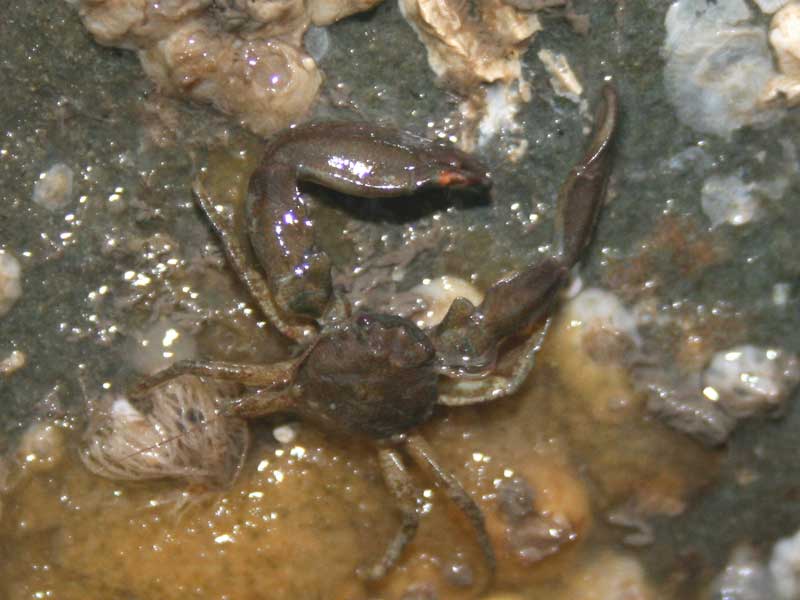 Pisidia longicornis next to barnacles.