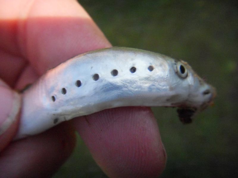 Image: A close up of a river lamprey.