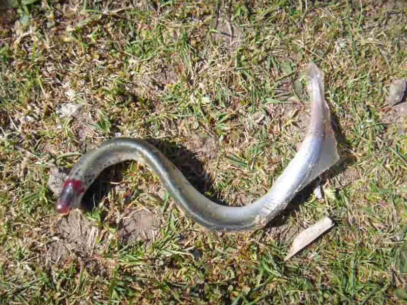 A river lamprey out of water