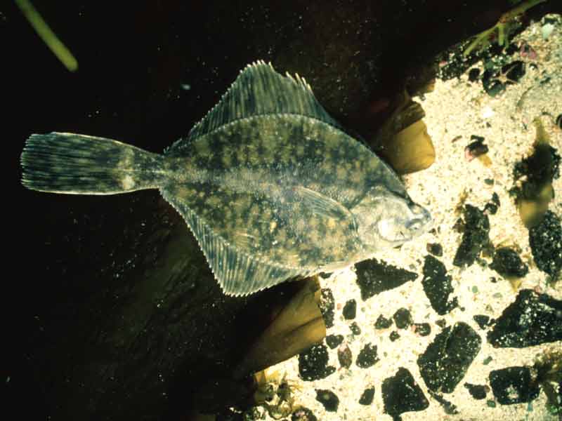 Platichthys flesus on algal covered pebble and sand substratum