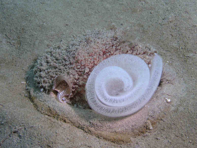 Pleurobranchus membranaceus with eggs, Lyme Bay.