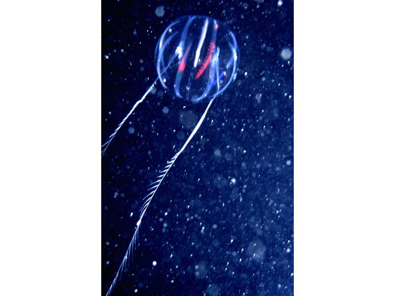 The comb jelly Pleurobrachia pileus.