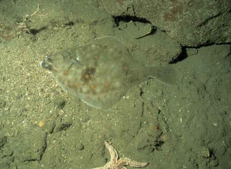 Pleuronectes platessa off Plymouth.