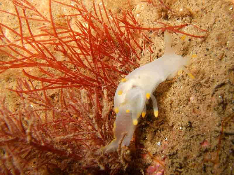 Image: The nudibranch Ancula gibbosa, with dorsal gills.