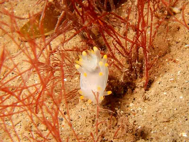 Anterior view of Ancula gibbosa, with dorsal gill tuft.