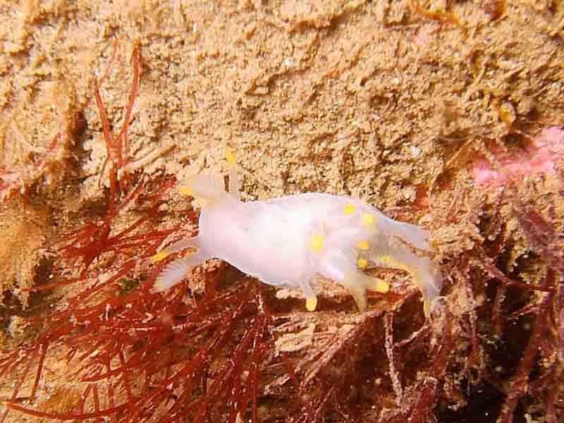 Dorsal surface of Ancula gibbosa, with anterior rhinophores visible on the left.