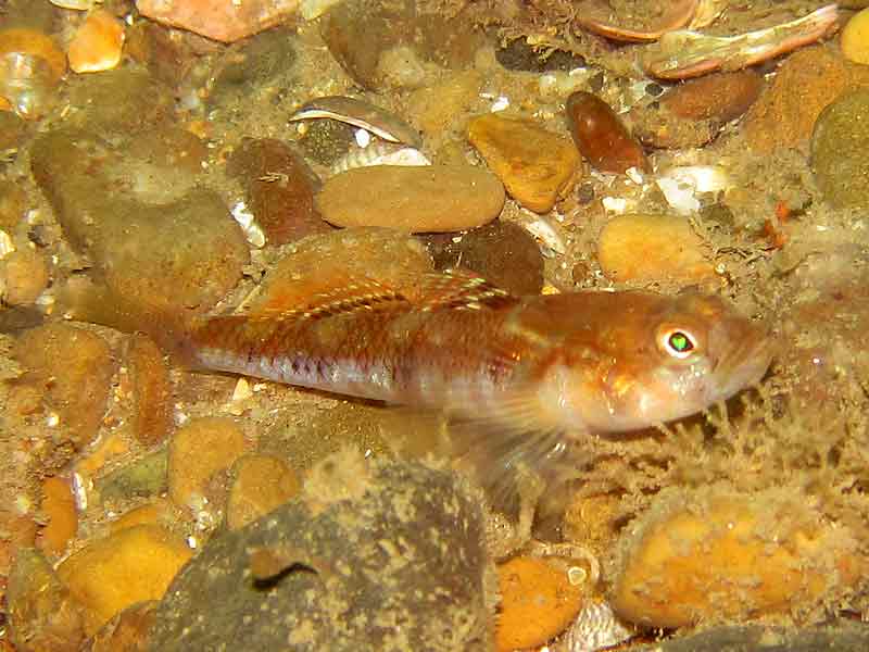 The painted goby Pomatoschistus pictus.