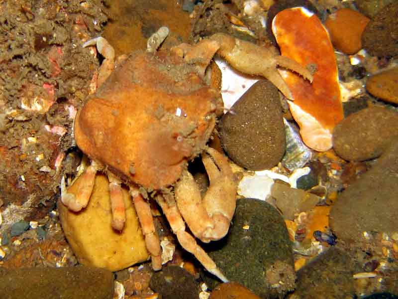 The nut crab Ebalia tumefacta.