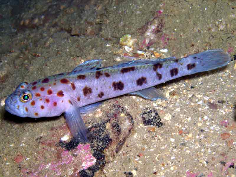 Marlin The Marine Life Information Network Leopard Spotted Goby Thorogobius Ephippiatus