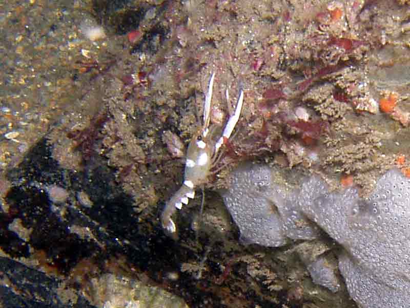 Juvenile common lobster released as part of a breeding program