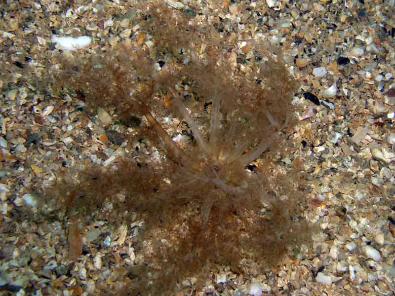 Image: Feeding tentacles of Neopentadactyla mixta