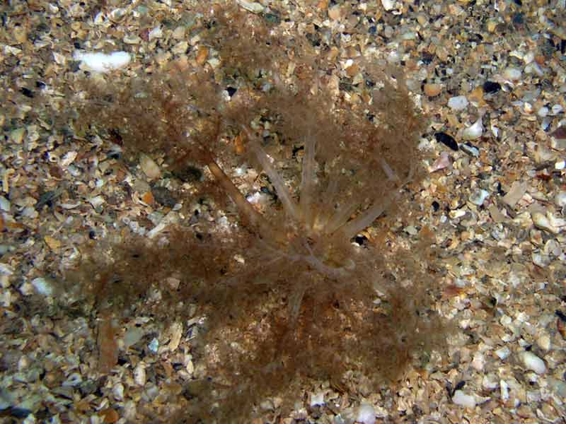 Feeding tentacles of Neopentadactyla mixta