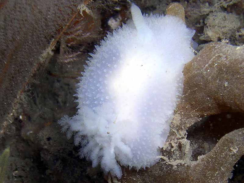 The sea slug Acanthodoris pilosa.