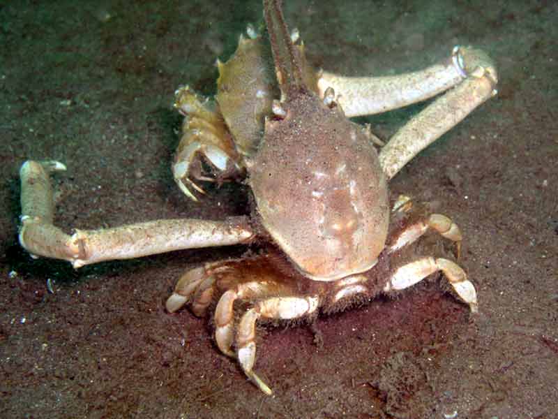 Male Corystes cassivelaunus carrying a female.