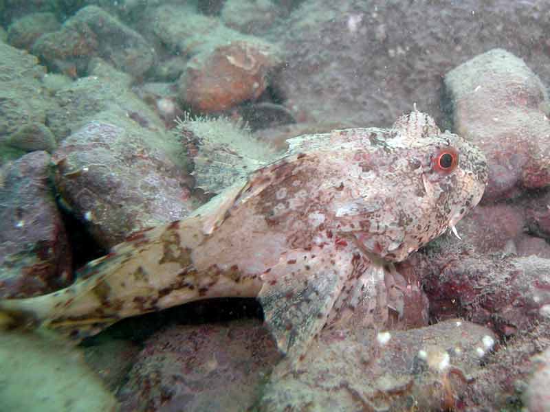 A long spined sea scorpion resting on rocks