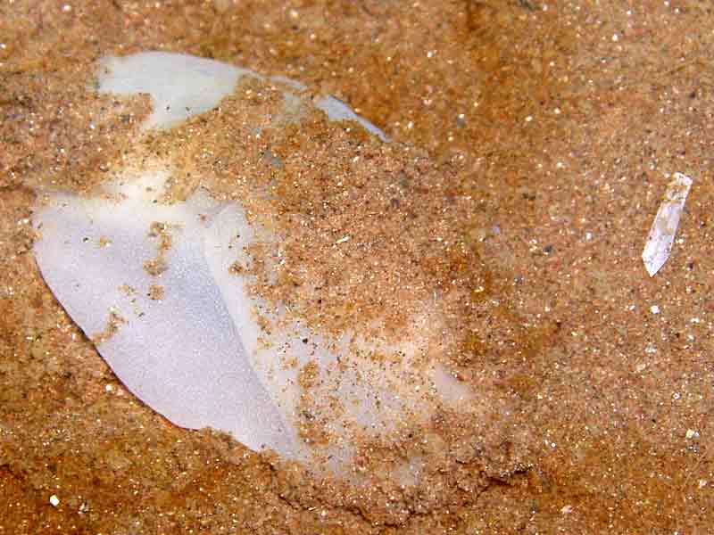 Image: The lobe shell Philine aperta, partly buried in sand.