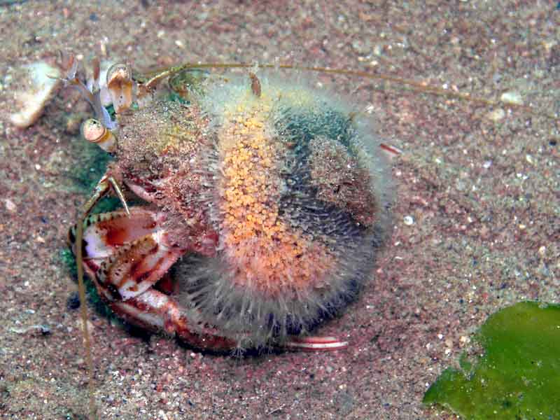 Hermit crab with Hydractinia echinata growth on its shell.