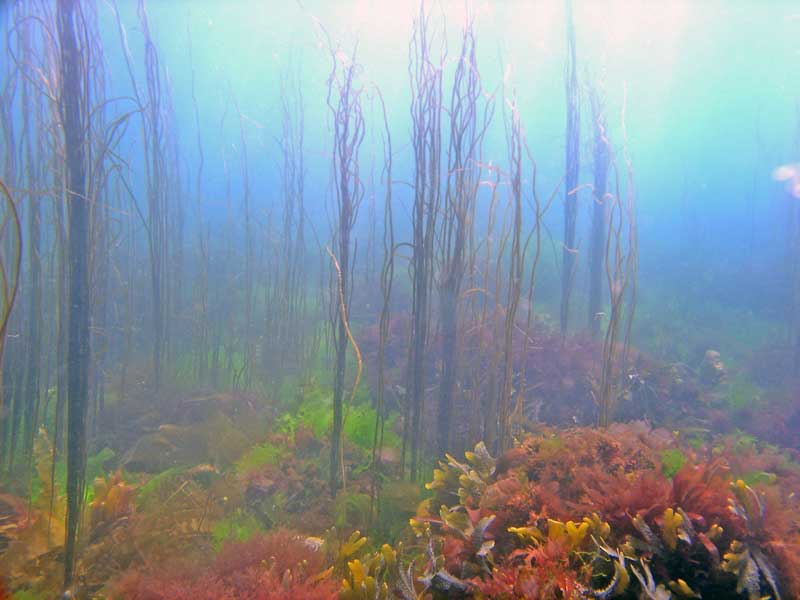 Stand of Chorda filum in Babbacombe Bay, Devon.