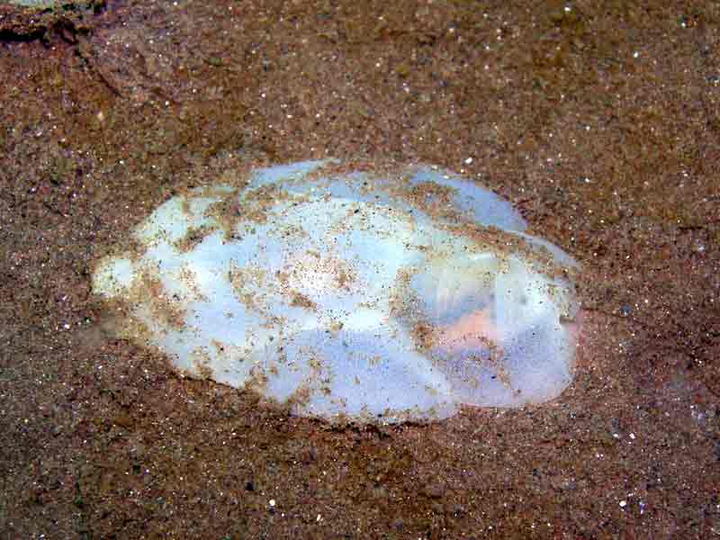 The lobe shell Philine aperta in sandy substrate.