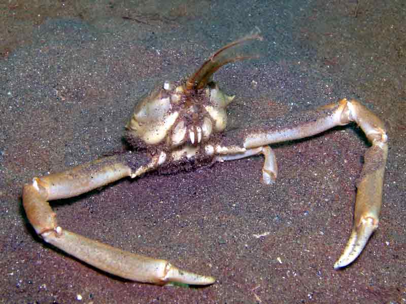 Corystes cassivelaunus burying itself in sand.