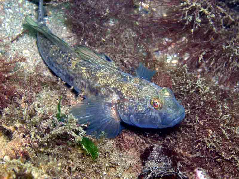 Darkened Gobius niger.