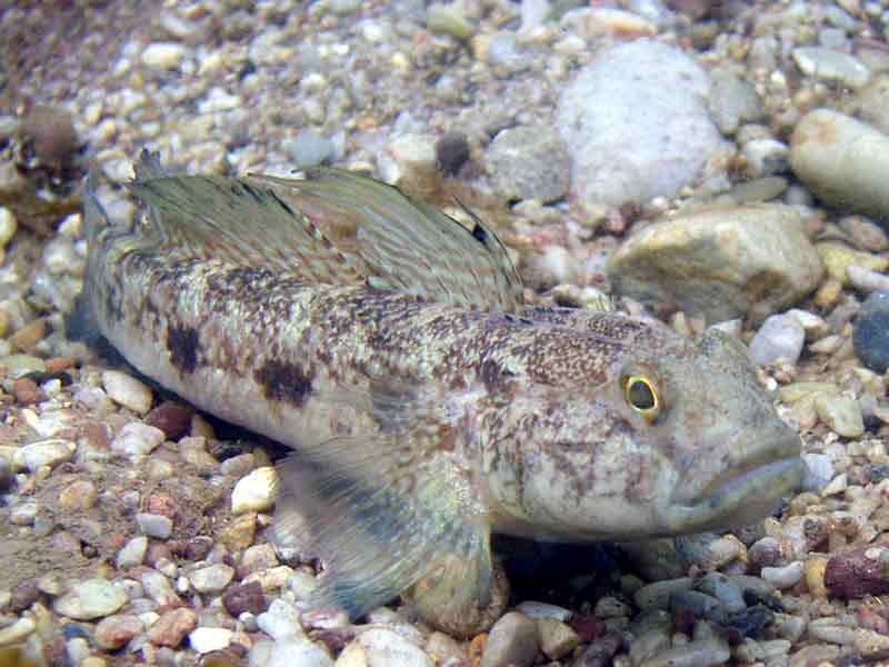 Gobius niger with triangular first dorsal fin.