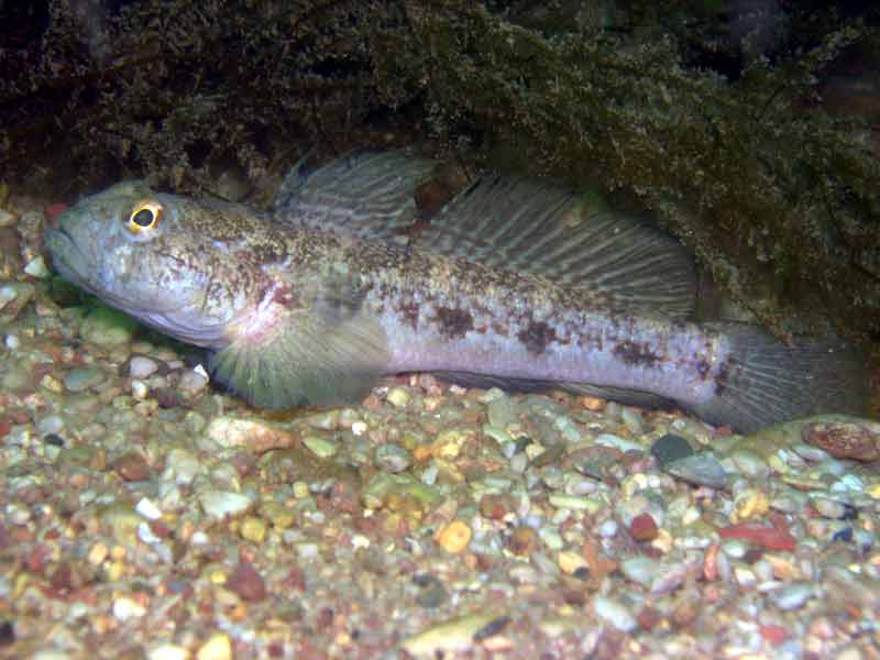 Gobius niger with triangular first dorsal fin.