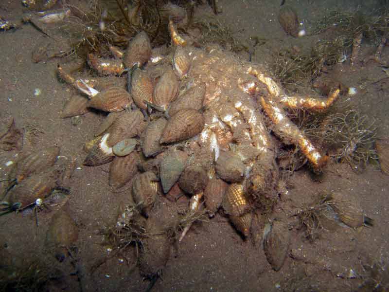 Image: A swarm of netted dog whelks feeding on a dead spider crab.