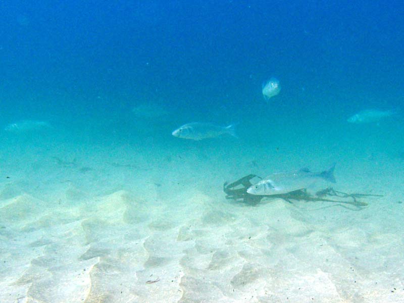 School of Dicentrarchus labrax hunting Greater Sand Eels.