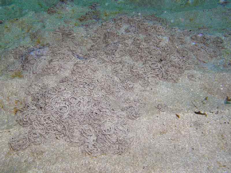 Image: Aggregation of Arenicola marina casts at 5m depth.